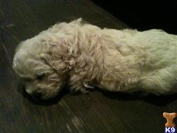 puli puppy posted by Todd Hartley